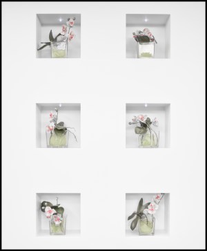 Website-L1208215-#moments #color #orchids #hansmartindoelz